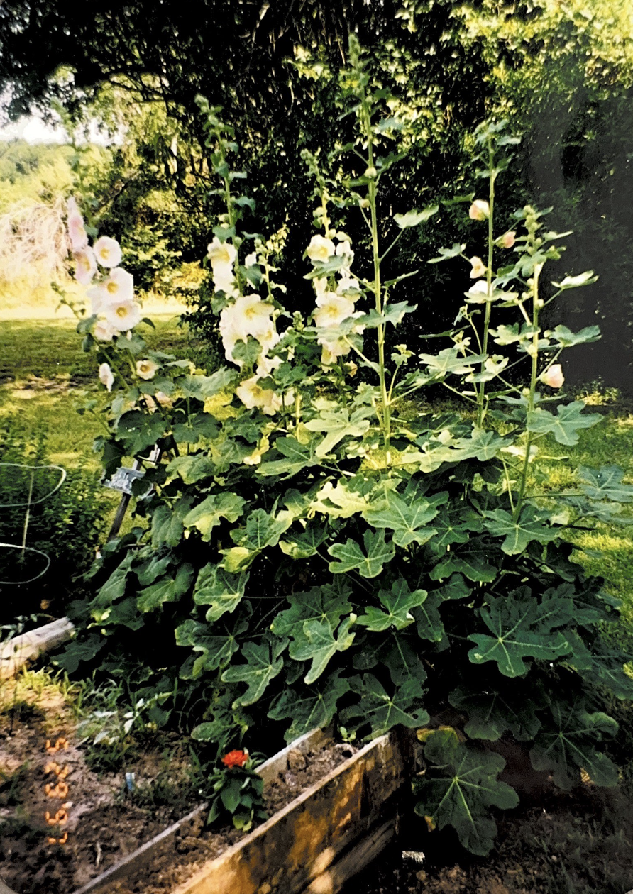 A lush garden bed filled with tall, flowering hollyhock plants with pale yellow blooms stands against a backdrop of green trees. The vibrant, well-tended garden is framed by a wooden border, and the sun gently illuminates the scene—perfect for harvesting and sharing hollyhock seeds.